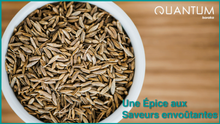Les Bienfaits et Utilisations du Cumin | quantum-isoraka.com